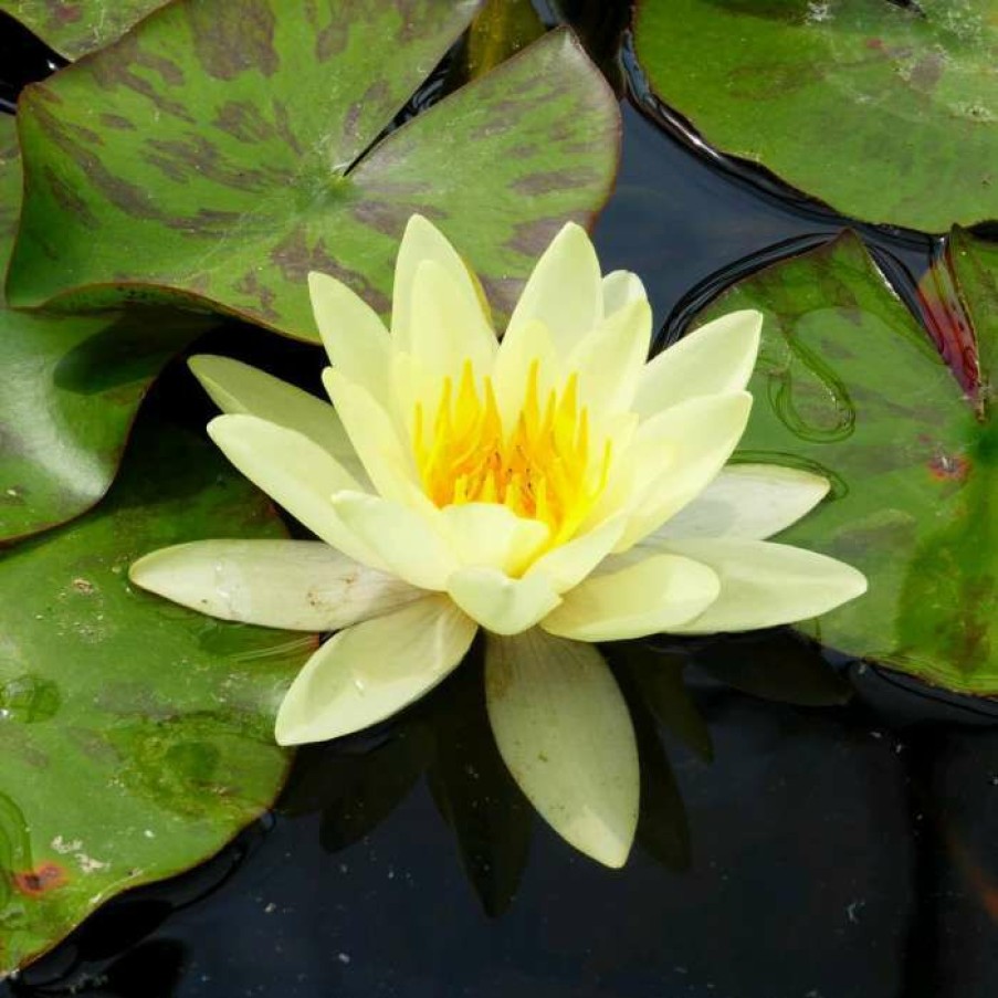 Pond Plants * | Nymphaea 'Marliacea 'Chromatella' | Water Lily