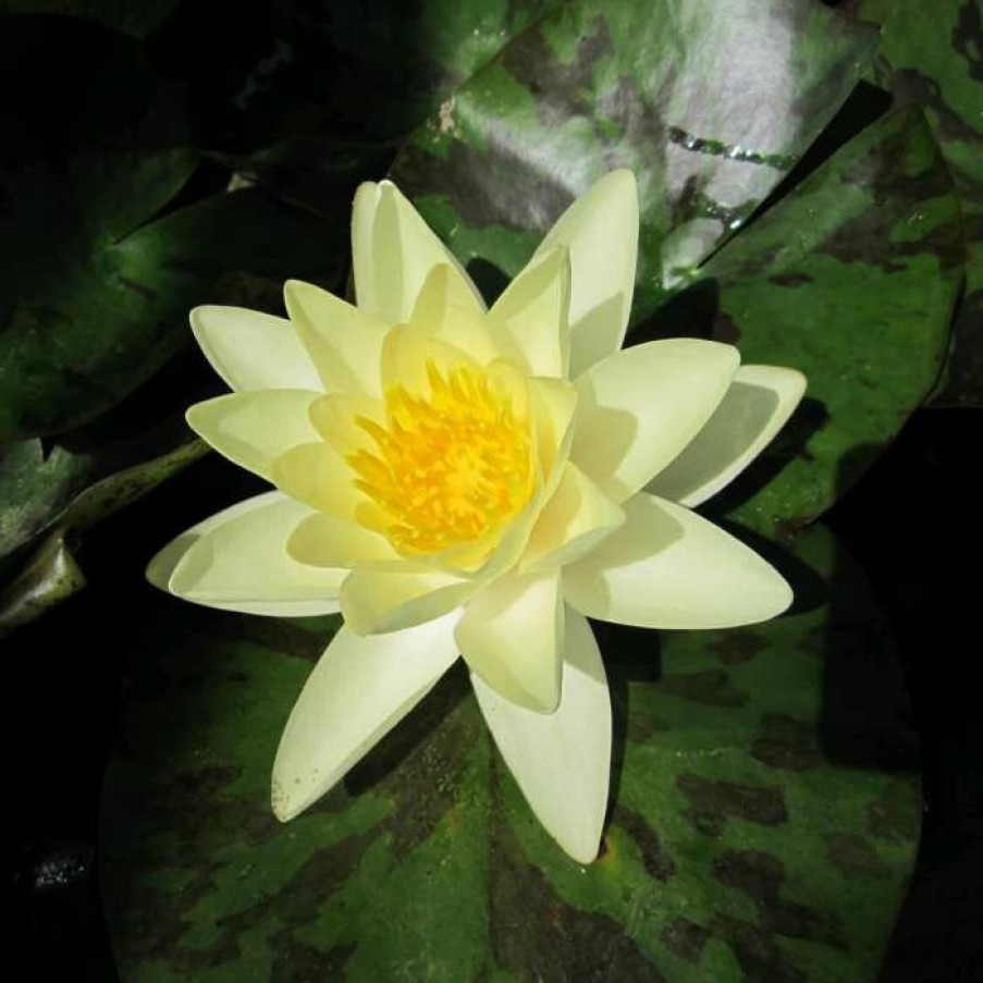 Pond Plants * | Nymphaea 'Marliacea 'Chromatella' | Water Lily