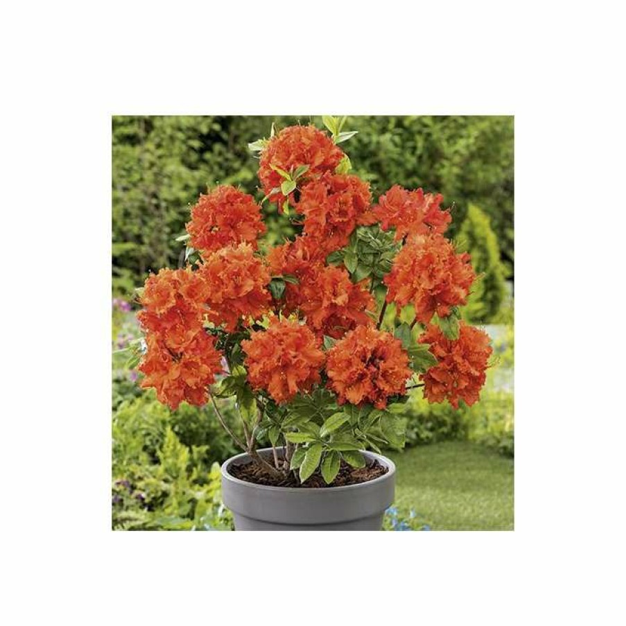 Ornamental Shrubs * | 2Ft Deciduous Azalea 'Gibraltar' | 5L Pot