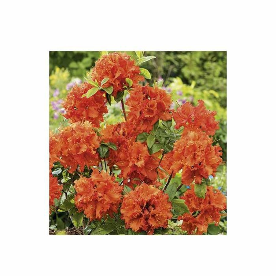 Ornamental Shrubs * | 2Ft Deciduous Azalea 'Gibraltar' | 5L Pot