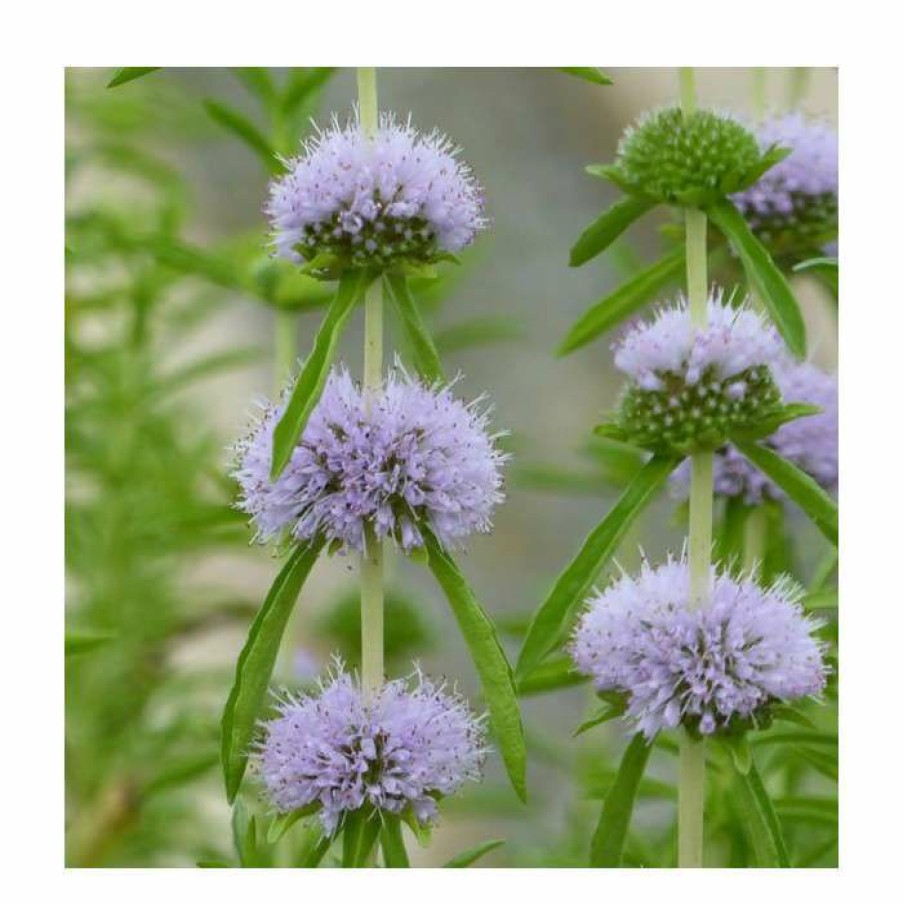 Pond Plants * | Penny Royal | Mentha Pulegium