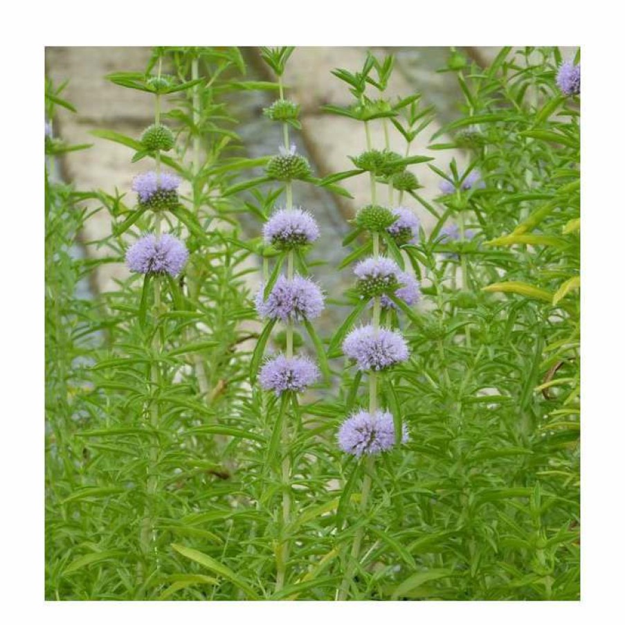 Pond Plants * | Penny Royal | Mentha Pulegium