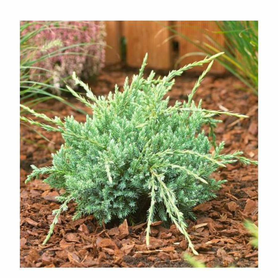 Ornamental Trees * | Juniperus Squamata 'Holger' | Himalayan Juniper