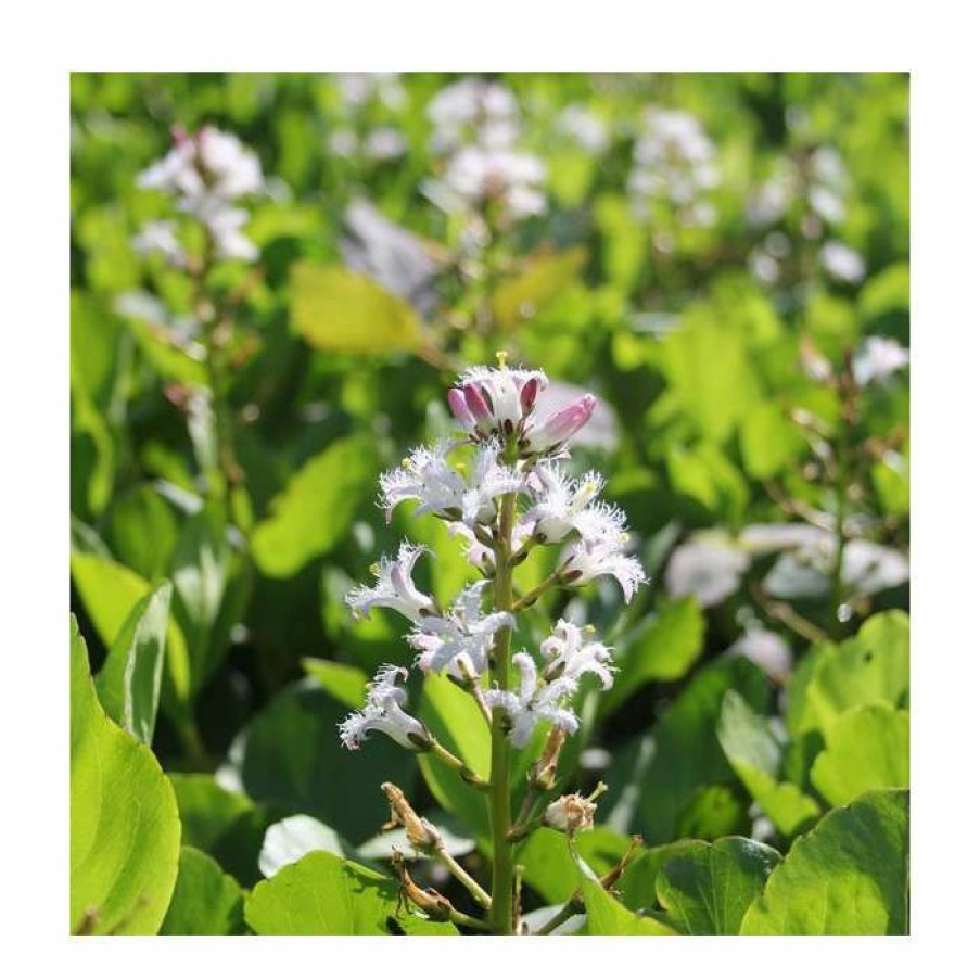 Pond Plants * | Bogbean | Menyanthes Trifoliata