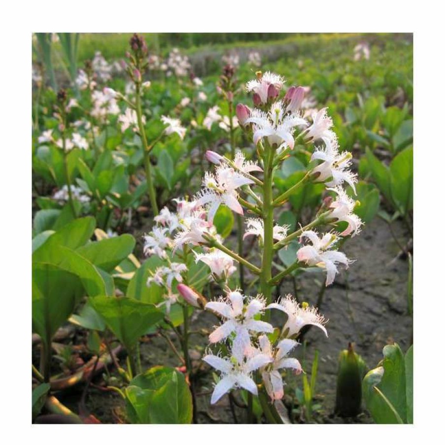 Pond Plants * | Bogbean | Menyanthes Trifoliata