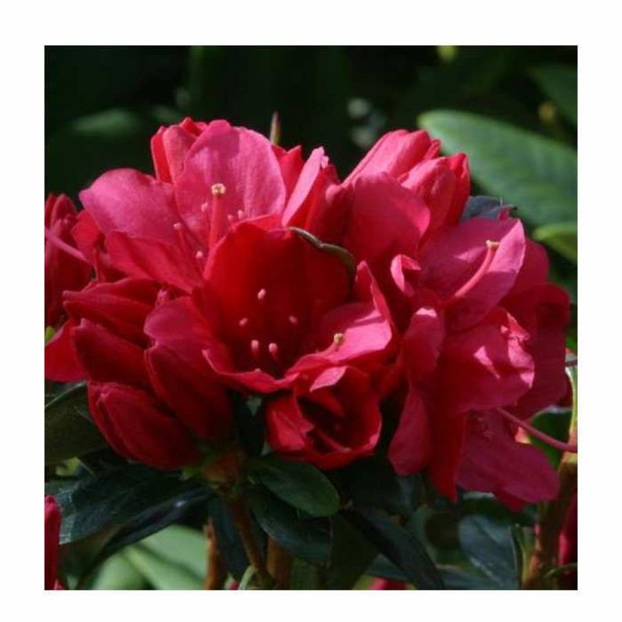 Ornamental Shrubs * | 1Ft Evergreen Azalea 'Madame Galle' |3L Pot | Azelea Japonica