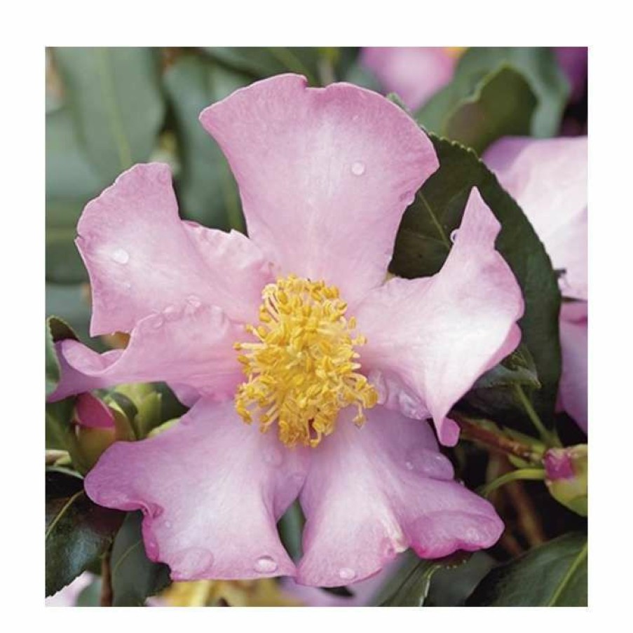 Ornamental Shrubs * | 2Ft Camellia 'Cleopatra' | Camellia Sasanqua | 10L Pot