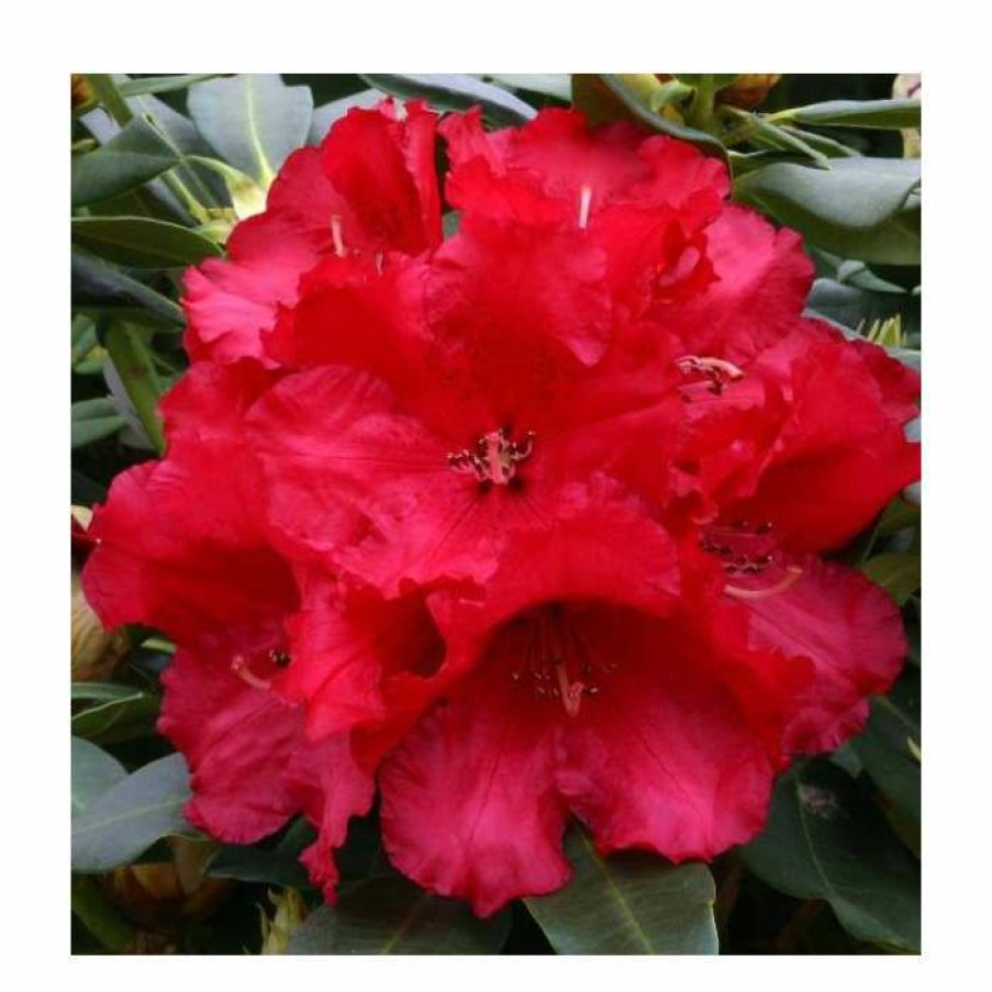 Ornamental Shrubs * | 2Ft Rhododendron 'Markeeta'S Prize ' | 7.5L Pot | Rhododendron Hybrid