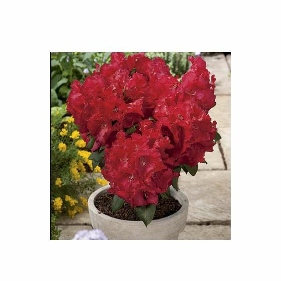 Ornamental Shrubs * | 2Ft Rhododendron 'Markeeta'S Prize ' | 7.5L Pot | Rhododendron Hybrid