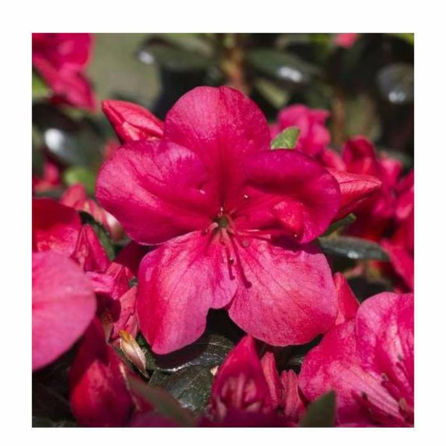 Ornamental Shrubs * | 1Ft Evergreen Azalea 'Maruska' |3L Pot | Azelea Japonica