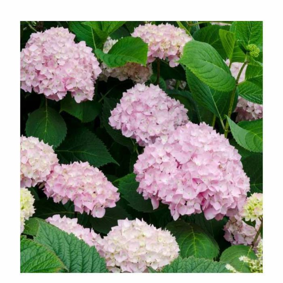 Ornamental Shrubs * | 40Cm Hydrangea Forever & Ever 'White/Pink' | 5L Pot