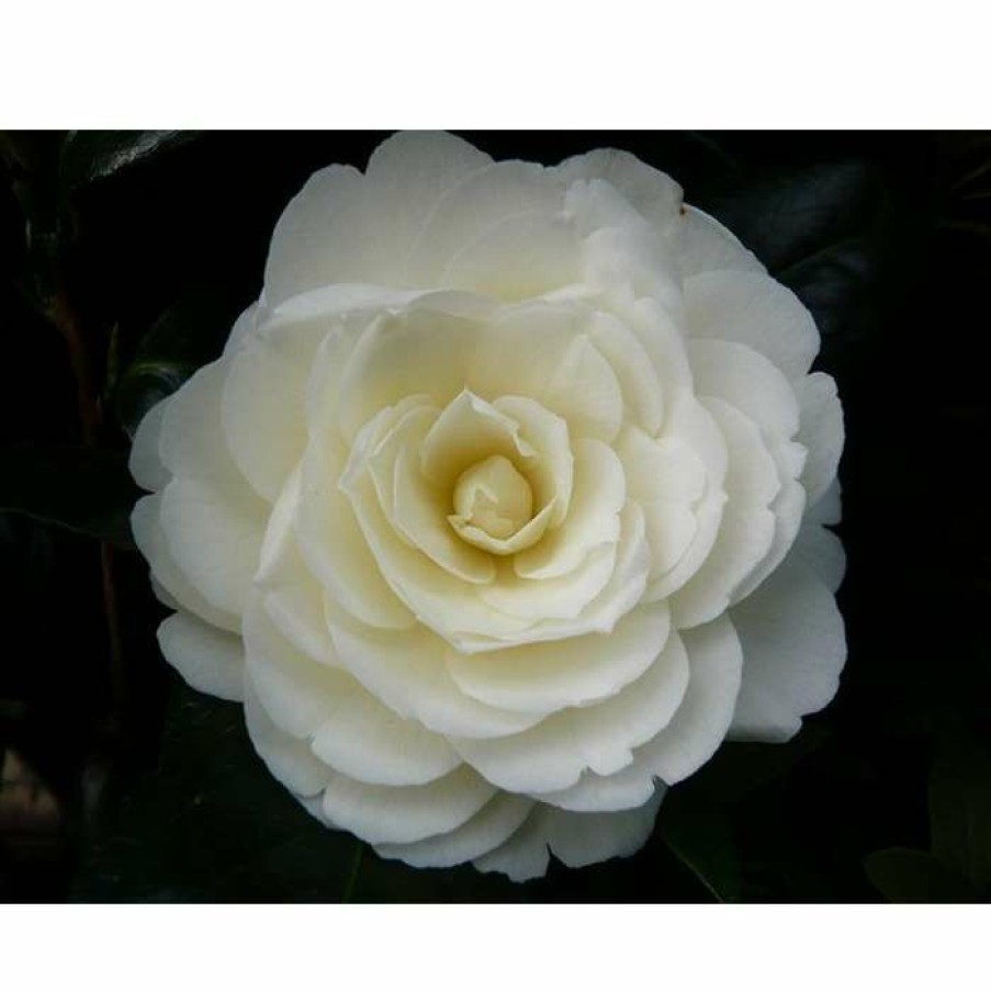 Ornamental Shrubs * | 3Ft Camellia 'Golden Anniversary' | 4L | Camellia Japonica