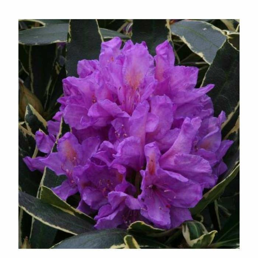 Ornamental Shrubs * | 2Ft Rhododendron 'Silver Edge' | 7.5L Pot | Rhododendron Hybrid