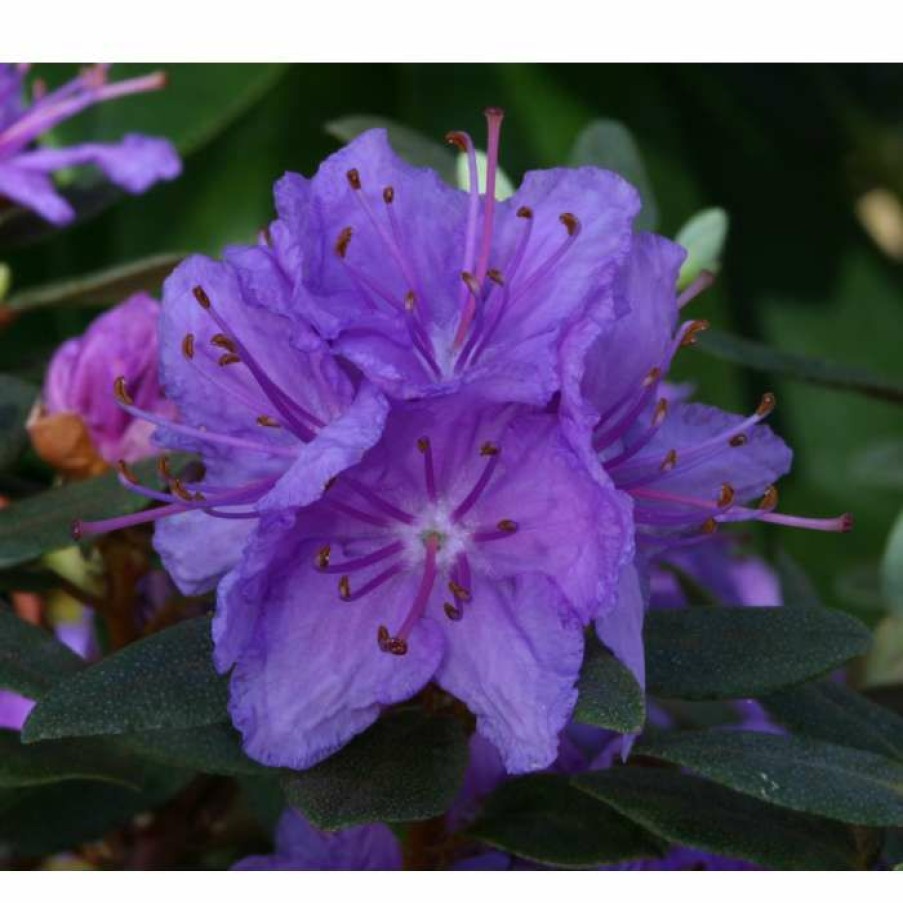 Ornamental Shrubs * | 1Ft Dwarf Rhododendron 'Purple Gem' | 3L Pot