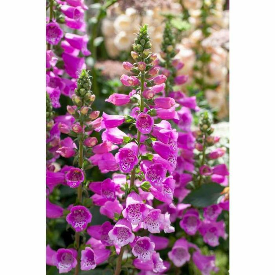 Perennial Plants * | Digitalis Purpurea 'Dalmatian Purple' | Foxglove