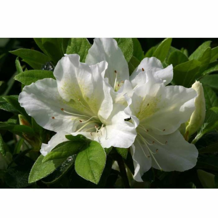 Ornamental Shrubs * | Rhododendron 'Mary Helen'