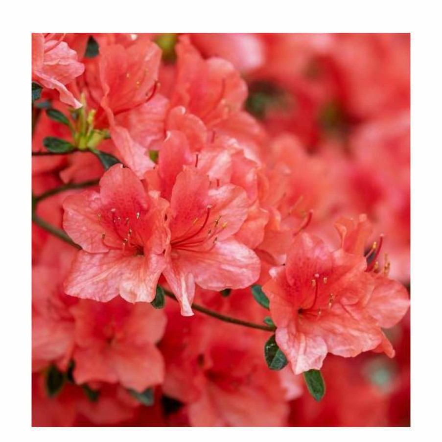 Ornamental Shrubs * | 40Cm Azalea 'Rosa King' | 2 Litre Pot