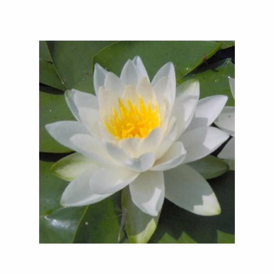 Pond Plants * | Nymphaea Virginalis | Water Lily