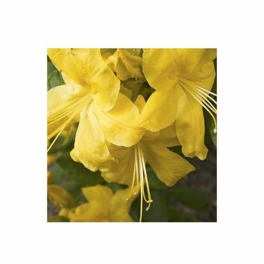 Ornamental Shrubs * | 2Ft Deciduous Azalea 'Anneke' | 5L Pot Azalea Mollis 'Anneke'