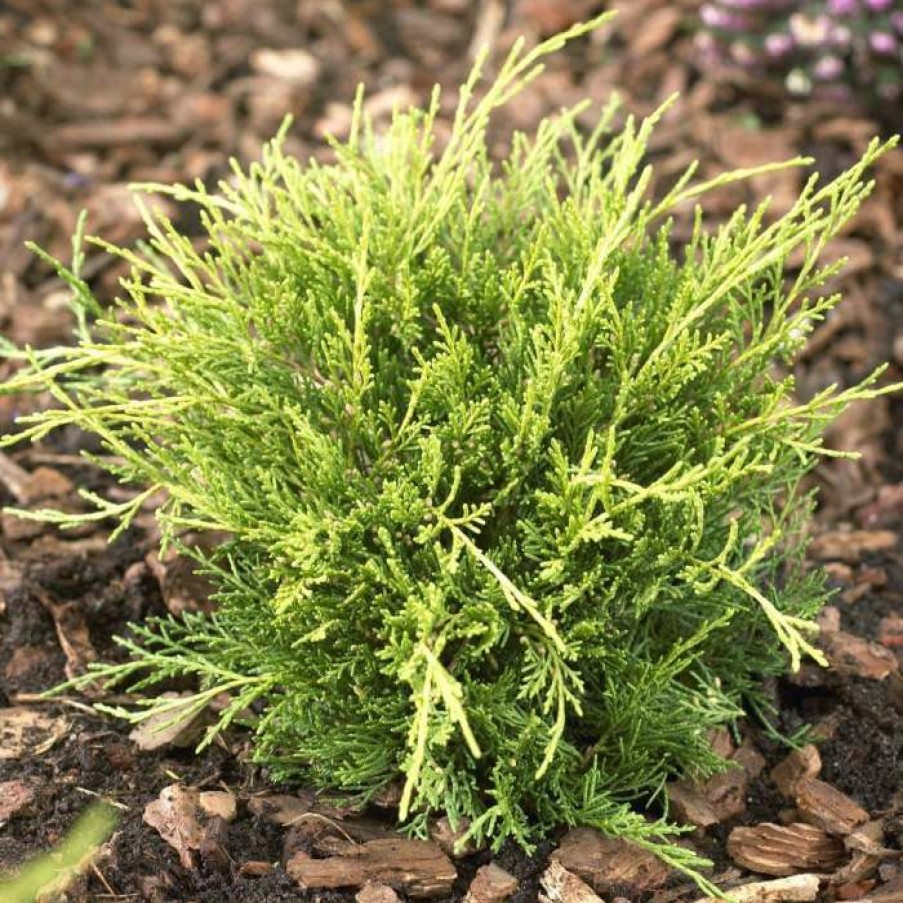 Ornamental Trees * | Juniperus Pfitzeriana 'Carbery Gold' | 1L Pot