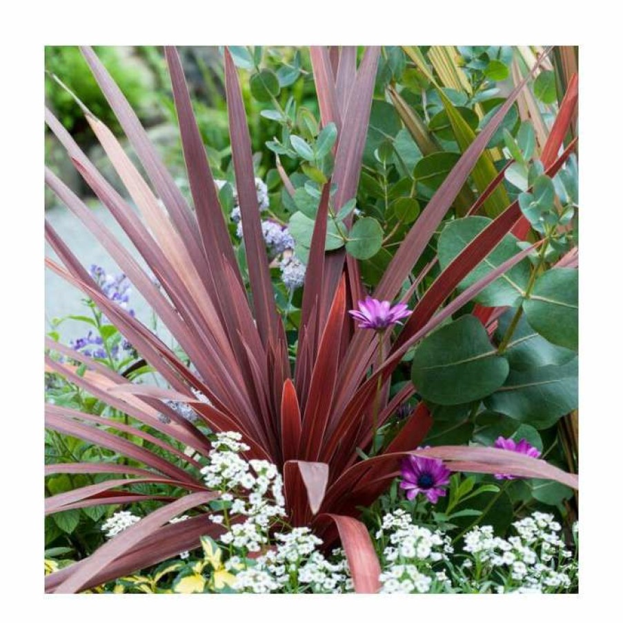 Ornamental Shrubs * | Phormium 'Salsa' | 3L Pot