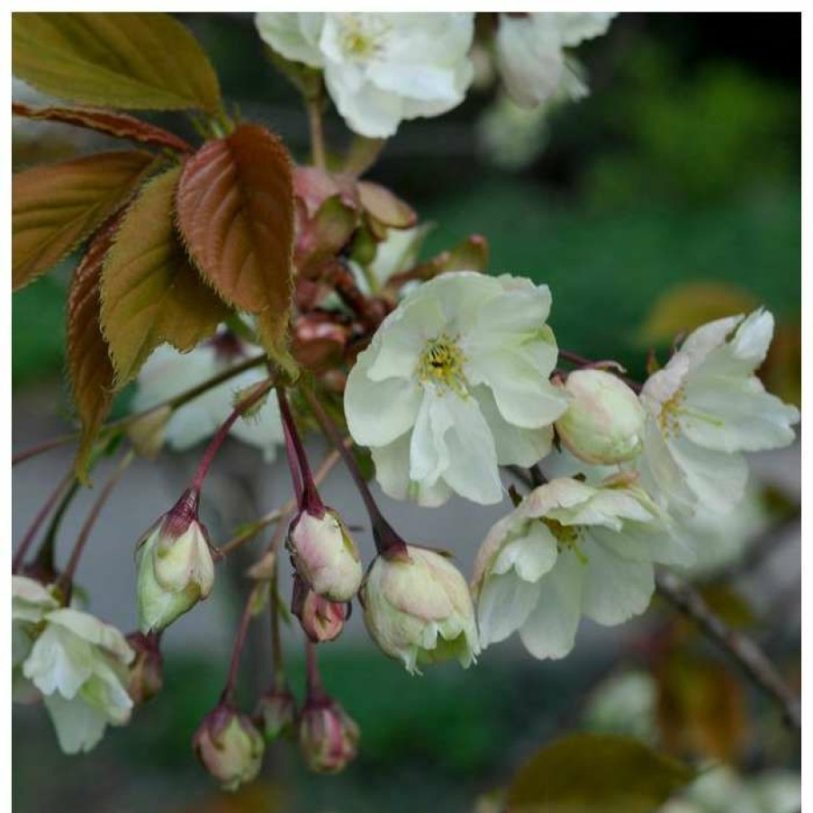 Ornamental Trees * | Prunus 'Ukon' | Cherry Blossom Tree |18L Pot | 200-240Cm Standard