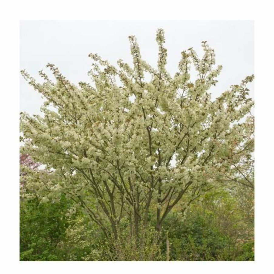 Ornamental Trees * | Prunus 'Ukon' | Cherry Blossom Tree |18L Pot | 200-240Cm Standard