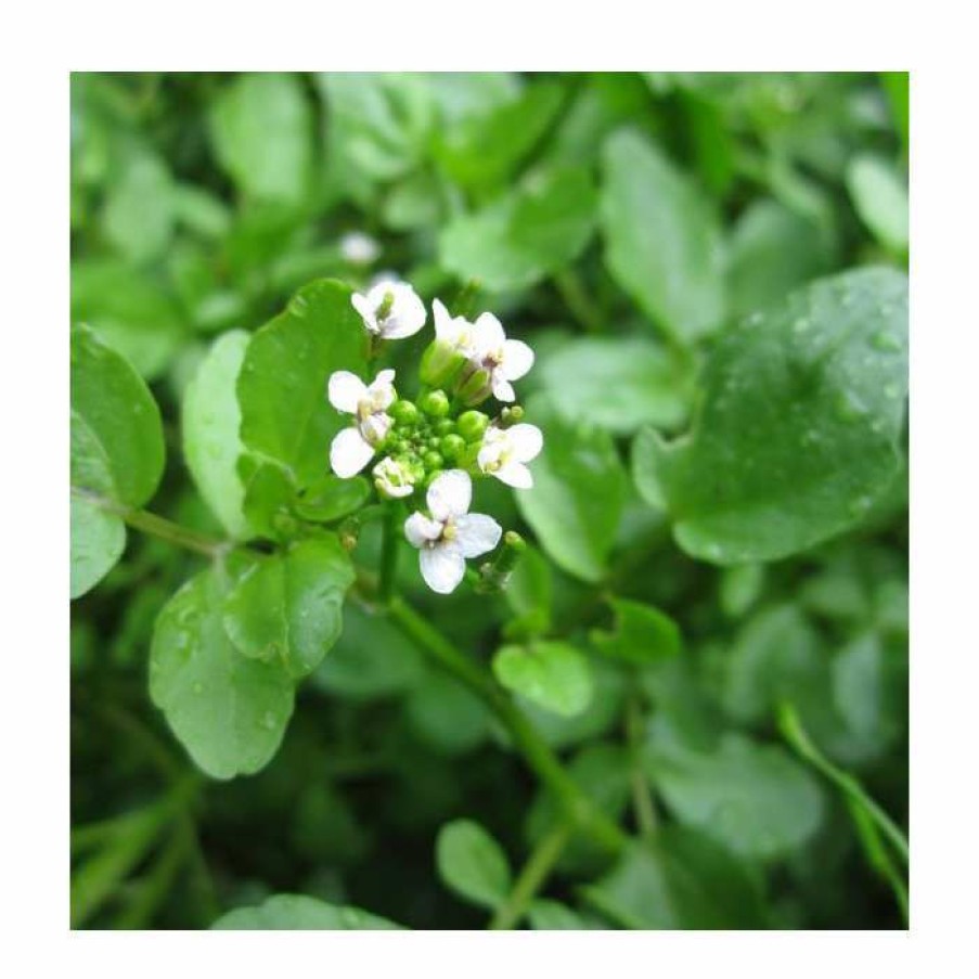 Pond Plants * | Watercress | Nasturtium Aquaticum