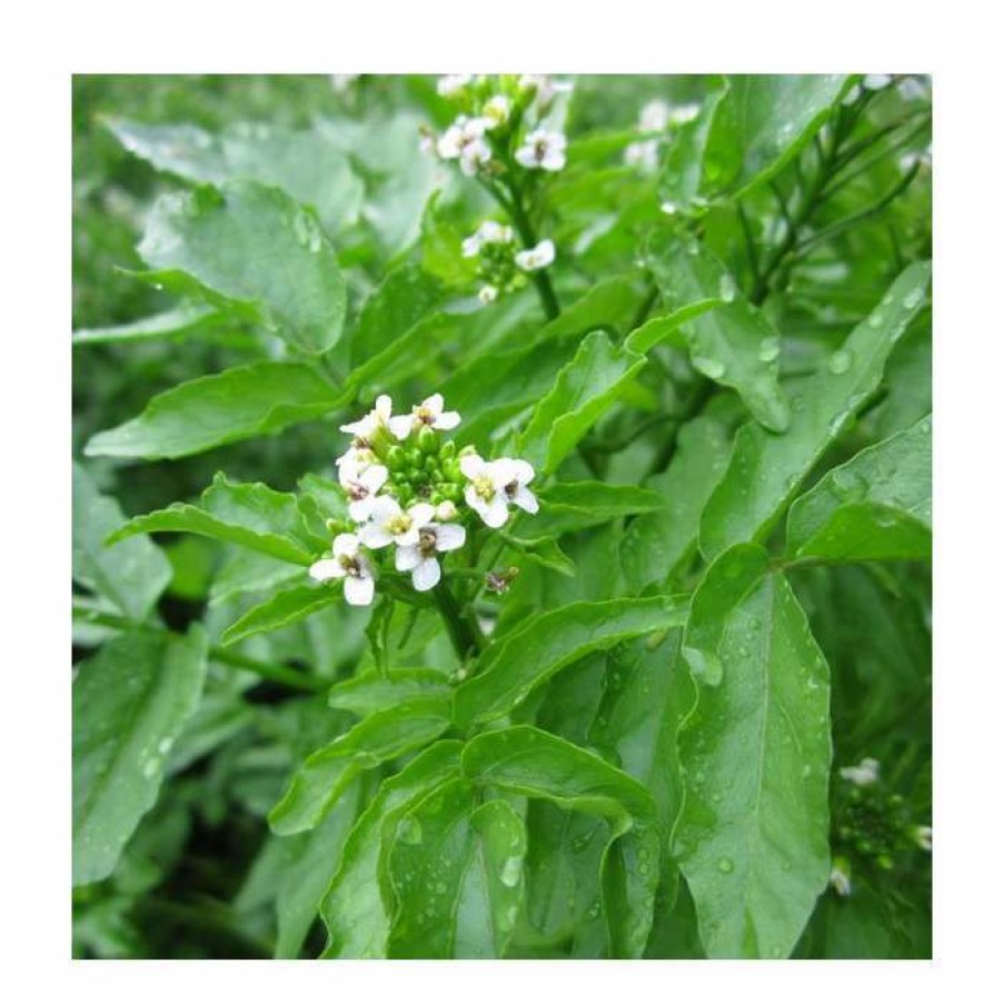 Pond Plants * | Watercress | Nasturtium Aquaticum