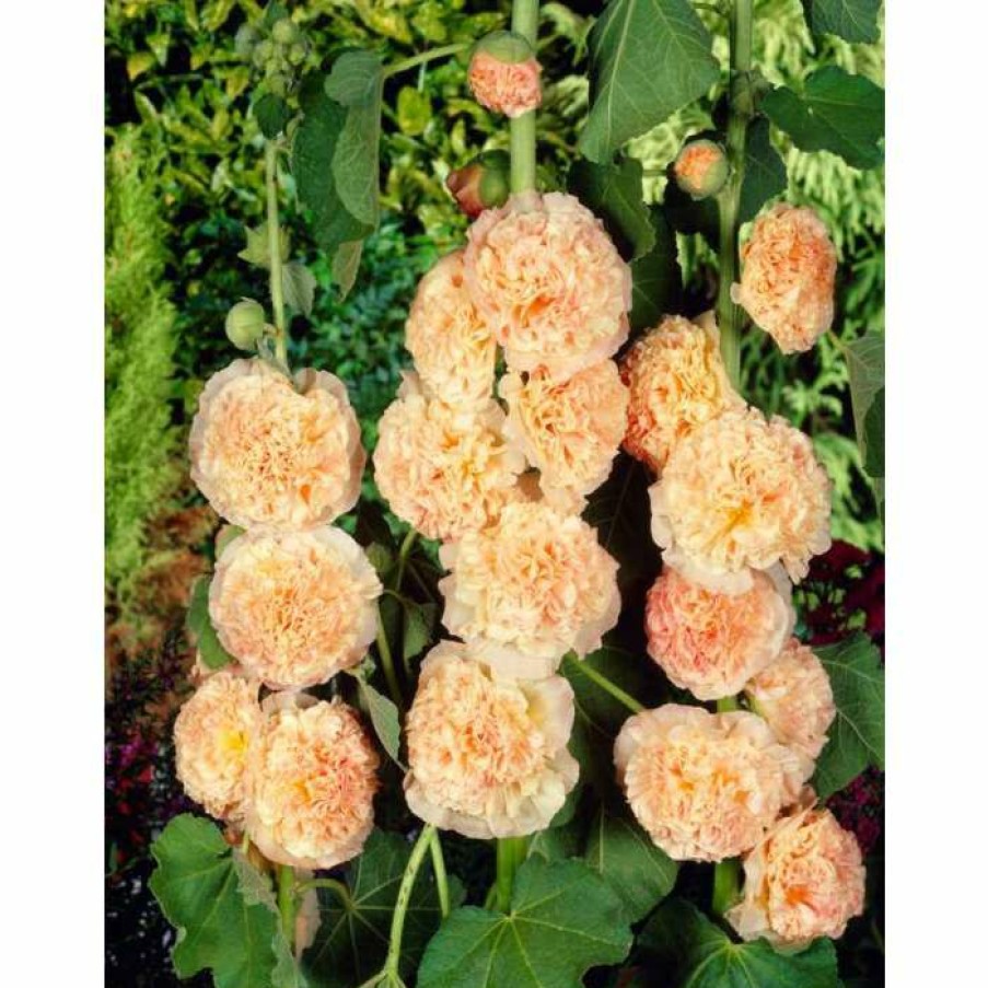 Perennial Plants * | Alcea Chaters 'Salmon Pink' | 1L Pot