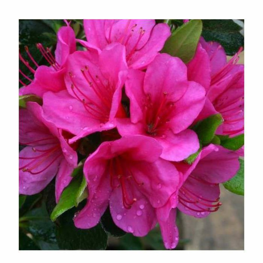 Ornamental Shrubs * | 1Ft Evergreen Azalea 'Corany' |3L Pot | Azelea Japonica