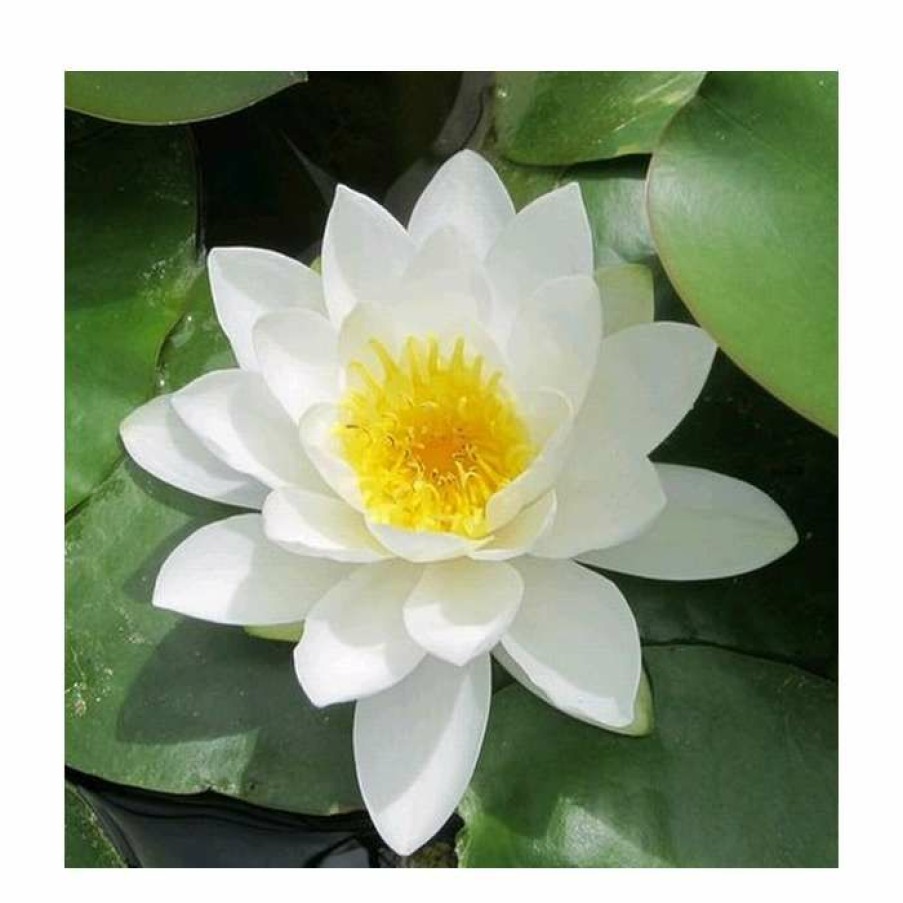 Pond Plants * | Nymphaea 'Gladstoniana' | Water Lily