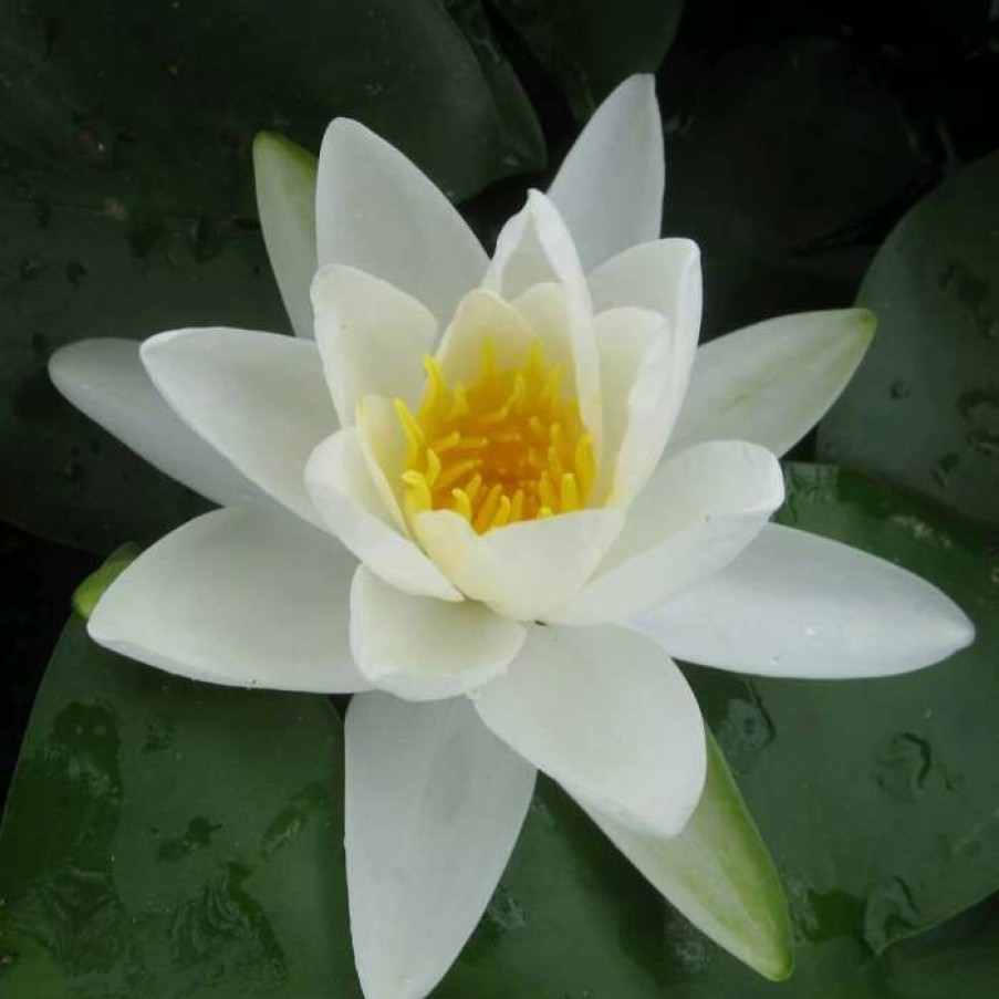 Pond Plants * | Nymphaea 'Gladstoniana' | Water Lily