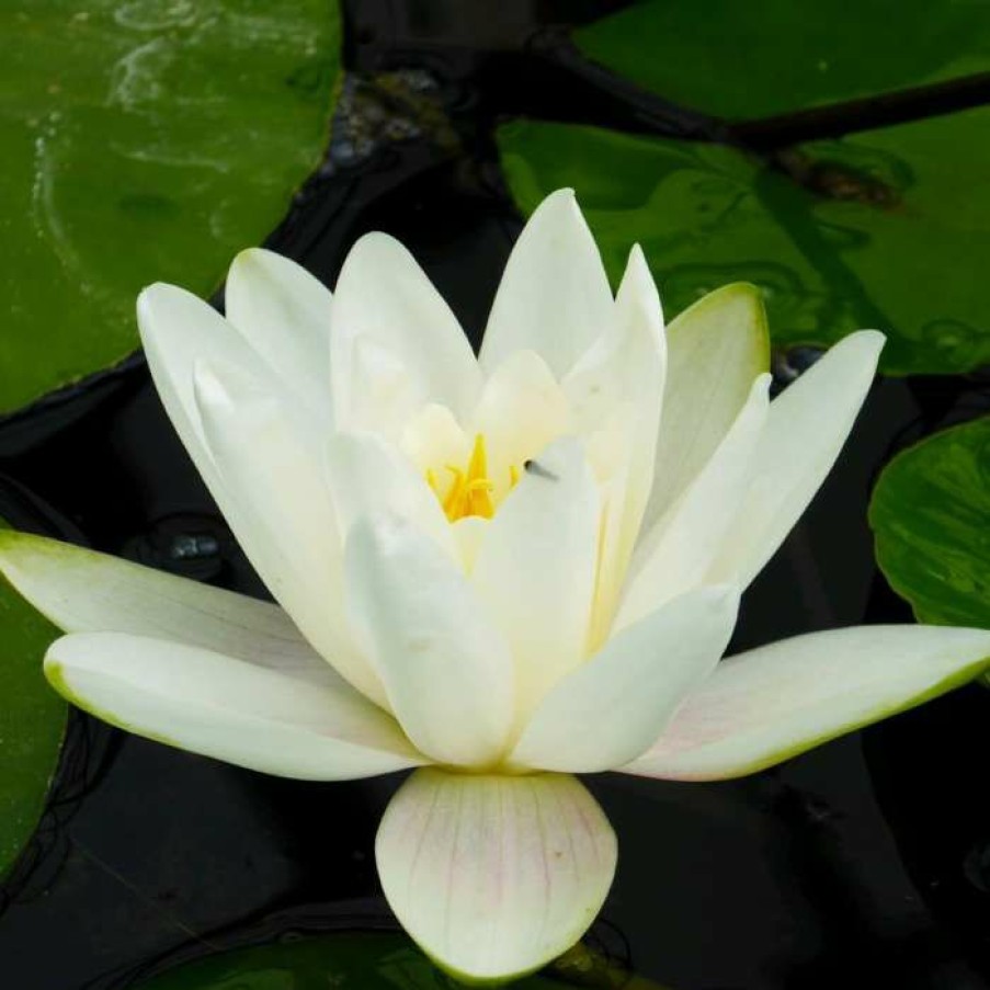 Pond Plants * | Large Water Lily 'Albatross' Nymphaea 'Albatross' 3L Pot