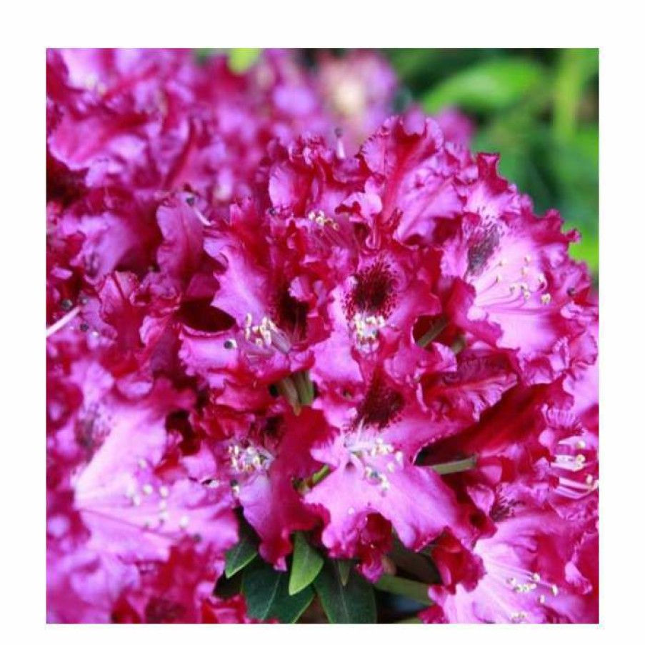 Ornamental Shrubs * | 1Ft Rhododendron 'Marie Fortier ' | 7.5L Pot | Compact Rhododendron