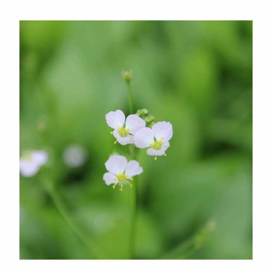 Pond Plants * | Water Plantain | Alisma Plantago-Aquaticum