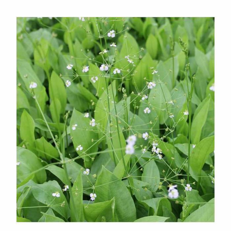 Pond Plants * | Water Plantain | Alisma Plantago-Aquaticum