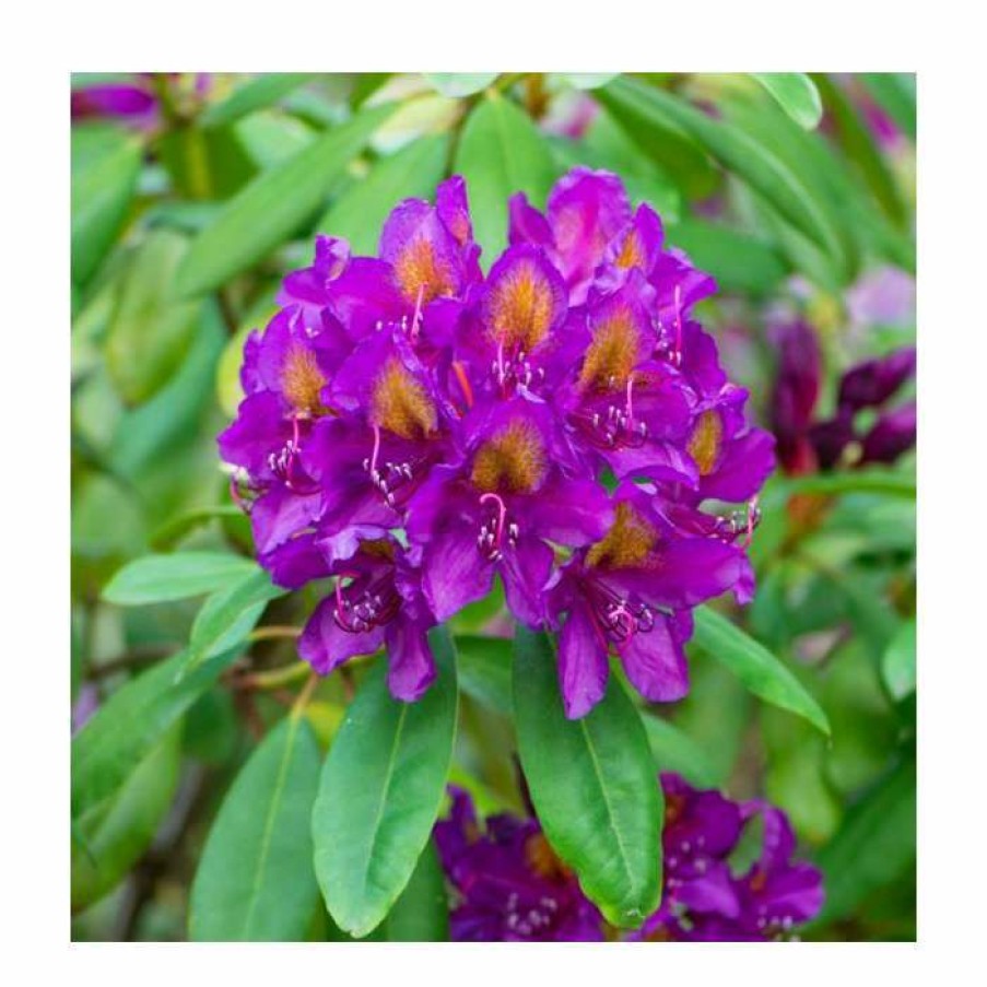 Ornamental Shrubs * | 2Ft Rhododendron 'Libretto' | 7.5L Pot