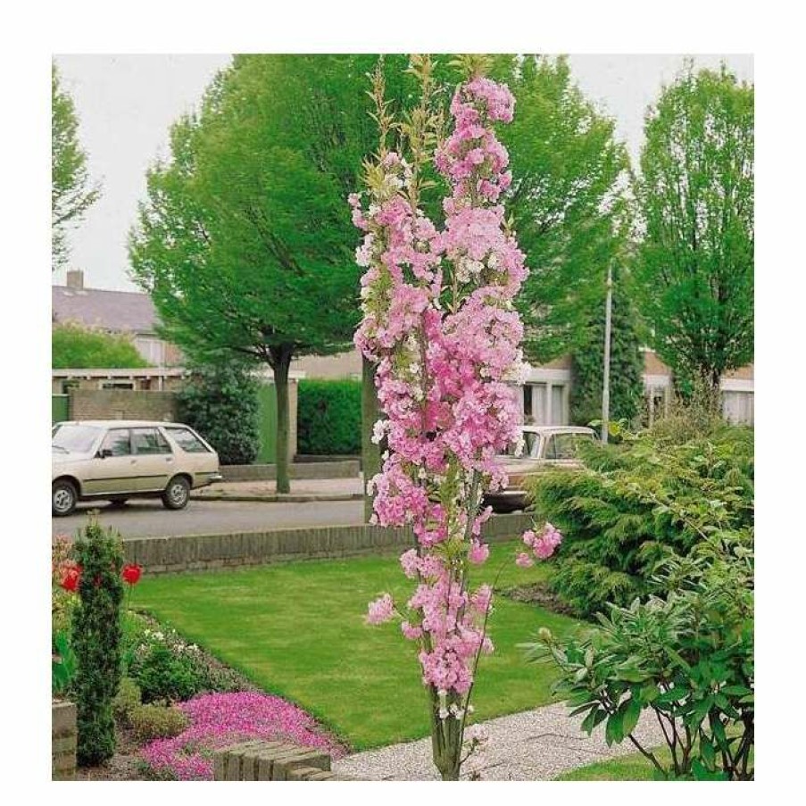 Ornamental Trees * | Prunus 'Amanogawa' | Cherry Blossom Tree | 12L Pot | 150-180Cm | By Frank P Matthews