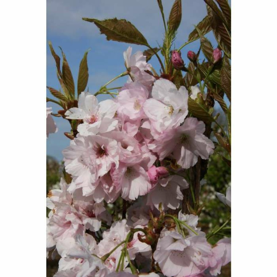 Ornamental Trees * | Prunus 'Amanogawa' | Cherry Blossom Tree | 12L Pot | 150-180Cm | By Frank P Matthews