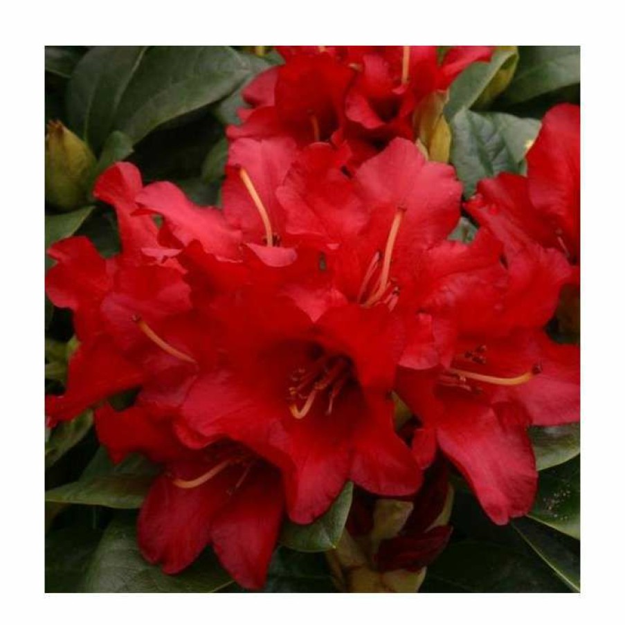 Ornamental Shrubs * | 1Ft Dwarf Rhododendron 'Bengal' | 3L Pot