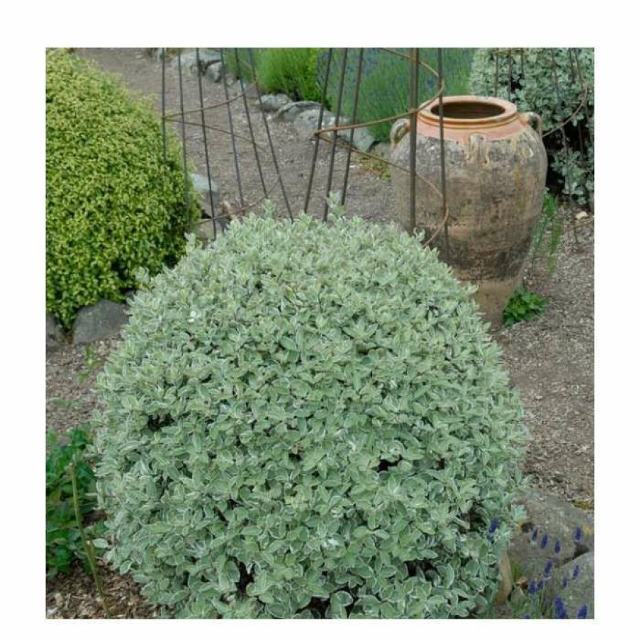 Ornamental Shrubs * | 8 10Cm Pittosporum Tenuifolium 'Silver Ball' | 9Cm Pot