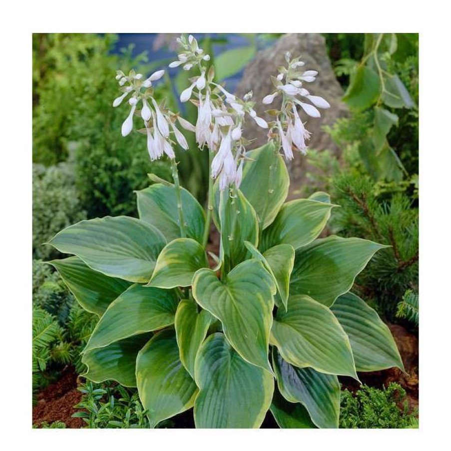 Perennial Plants * | Hosta Alvatine Taylor V | 3 Litre Pot