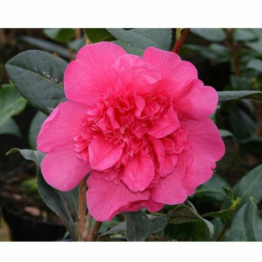 Ornamental Shrubs * | 3Ft Camellia 'Anticipation' | 4L | Camellia Williamsii