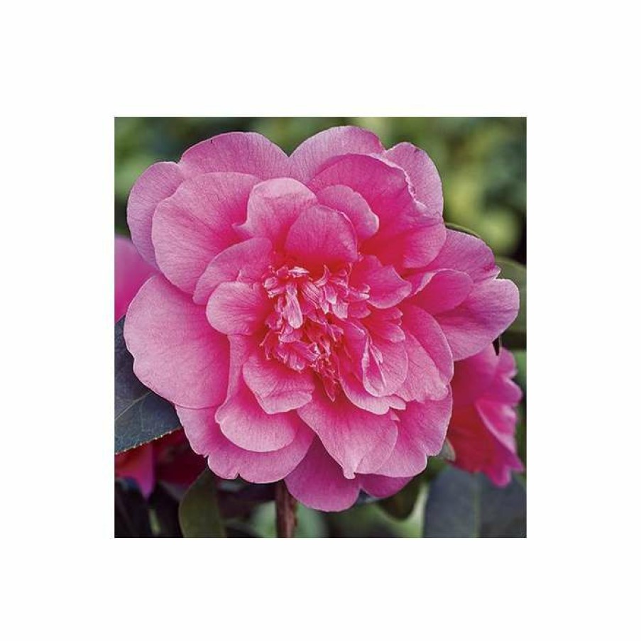 Ornamental Shrubs * | 3Ft Camellia 'Anticipation' | 4L | Camellia Williamsii