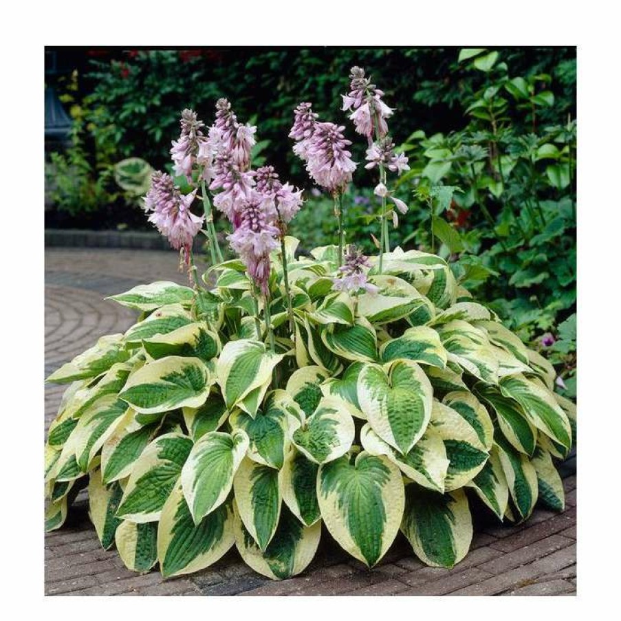 Ornamental Shrubs * | 20-50Cm Hosta 'Wide Brim' | 1L Pot