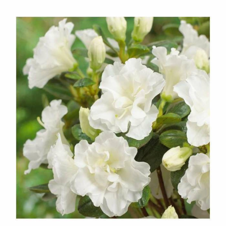 Ornamental Shrubs * | Evergreen Azalea 'Snow Pearl' | 3L Pot