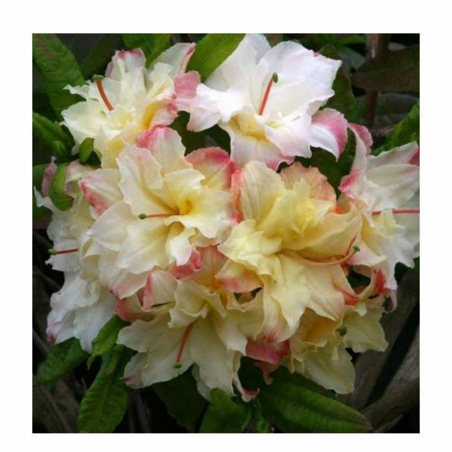 Ornamental Shrubs * | 2Ft Deciduous Azalea 'Cannons Double' | 5L Pot