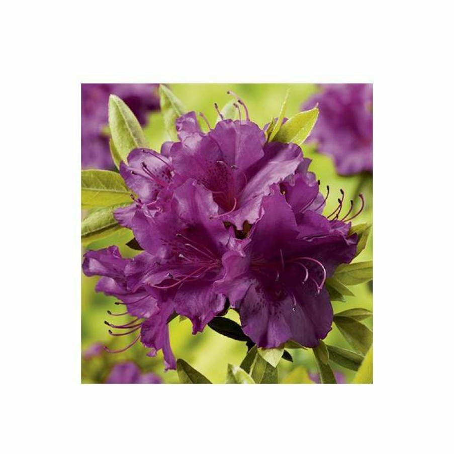 Ornamental Shrubs * | 1Ft Evergeen Azalea 'Blue Danube' |3L Pot | Azelea Japonica