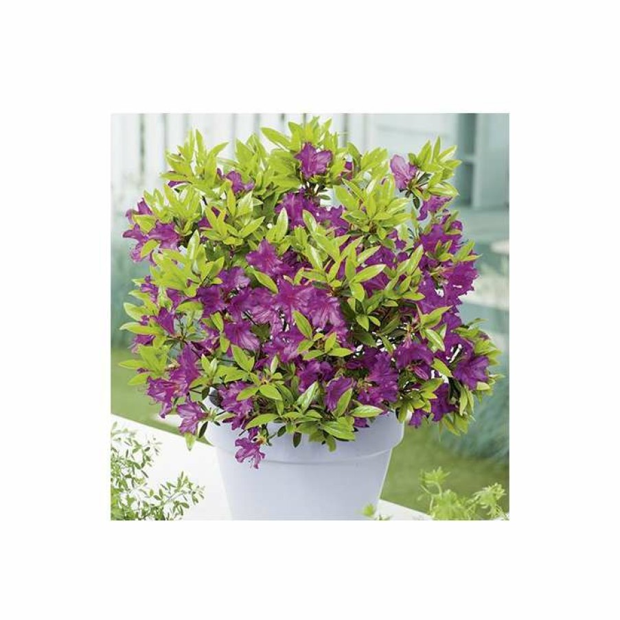 Ornamental Shrubs * | 1Ft Evergeen Azalea 'Blue Danube' |3L Pot | Azelea Japonica